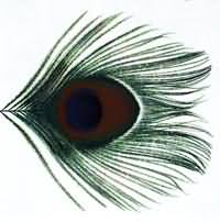 ROCKTIMES - CD-Review / XTC - Apple Venus Volume 1